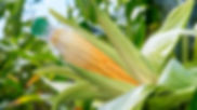 What-are-Bioplastics-HERO.jpg